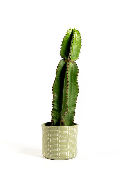 Cylinder Planter | Antique Green with Beige Ladder Stripes